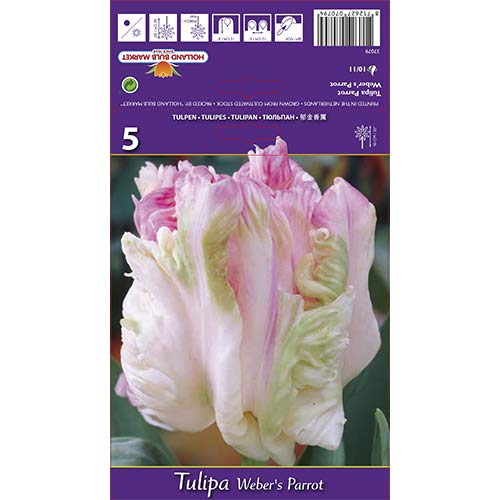 Tulipan papuzi Weber's Parrot interface.image 1 interface.art 67710