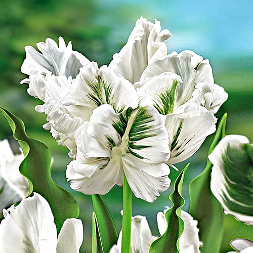 Tulipan papuzi White Parrot interface.image 1 interface.art 67849