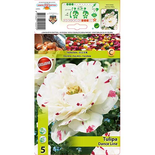 Tulipan pełny Dance Line interface.art zdjęcie 1 Tulipan pełny Dance Line interface.image 1 interface.art 67457