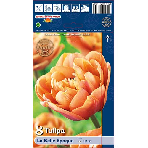 Tulipan pełny La Belle Epoque interface.image 1 interface.art 70254