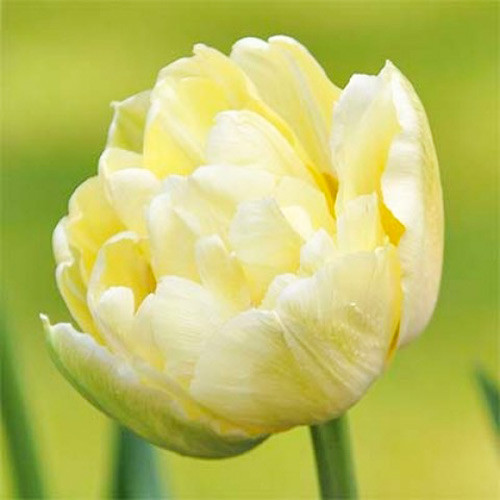 Tulipan pełny Monte Sweet interface.image 1 interface.art 67466