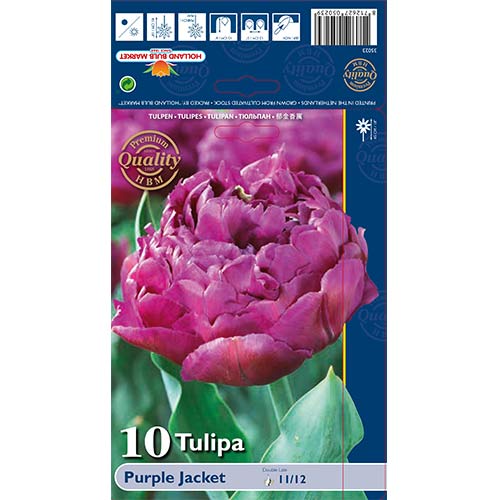 Tulipan pełny Purple Jacket interface.image 1 interface.art 68040