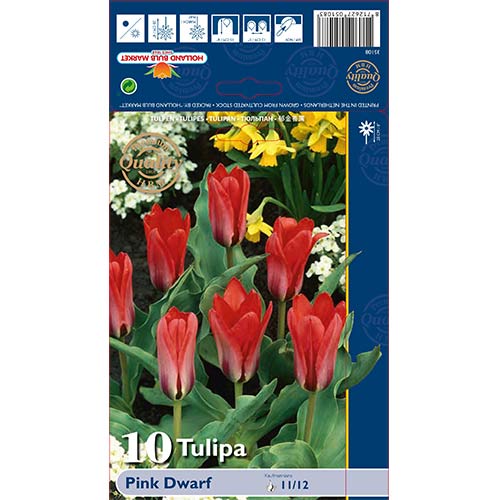 Tulipan Kaufmanna Pink Dwarf interface.image 1 interface.art 67794