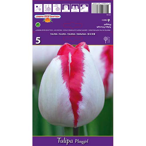 Tulipan Triumph Playgirl interface.image 1 interface.art 67796