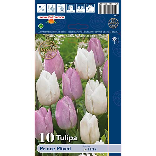 Tulipan Prince, mix kolorów interface.image 1 interface.art 68051