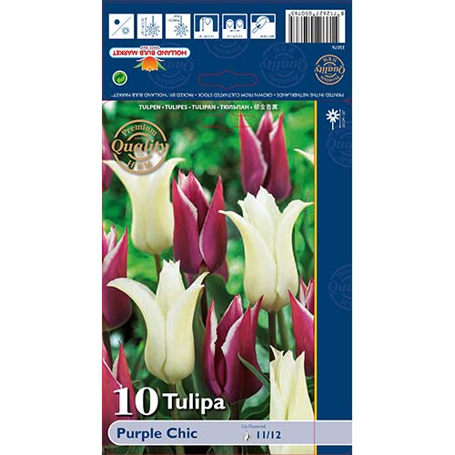Tulipan liliokształtny Purple Chic, mix kolorów interface.image 1 interface.art 68046