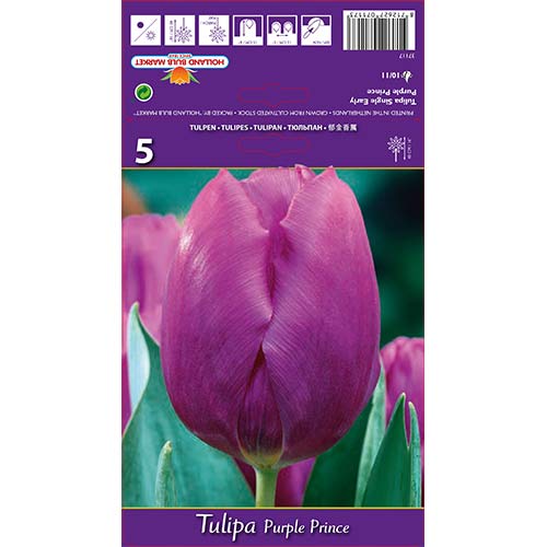 Tulipan Triumph Purple Prince interface.image 1 interface.art 67791