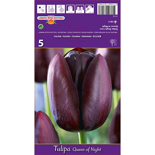 Tulipan Queen of Night interface.image 1 interface.art 67741