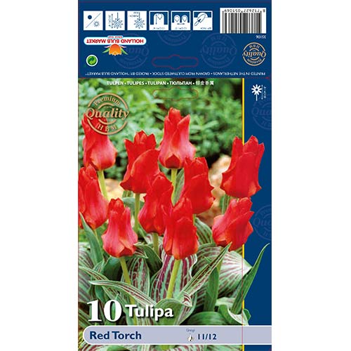 Tulipan Greiga Red Torch interface.art zdjęcie 1 Tulipan Greiga Red Torch interface.image 1 interface.art 67814