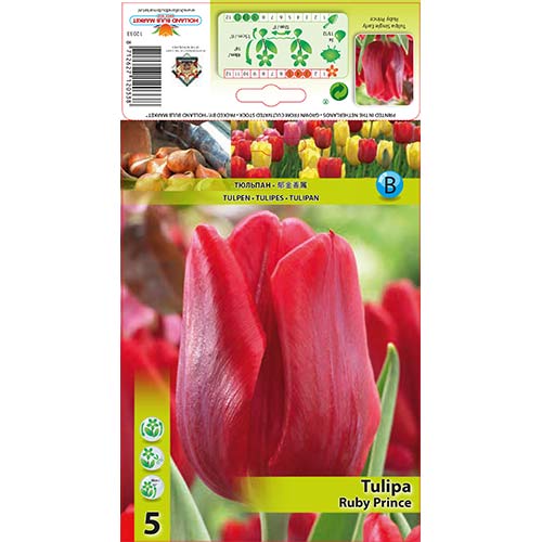 Tulipan Ruby Prince interface.image 1 interface.art 68086