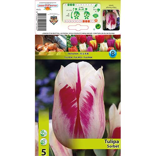 Tulipan Sorbet interface.image 1 interface.art 67835