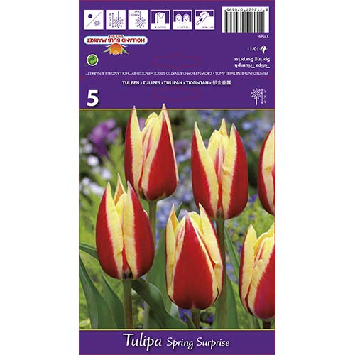 Tulipan Triumph Spring Surprise interface.image 1 interface.art 68112