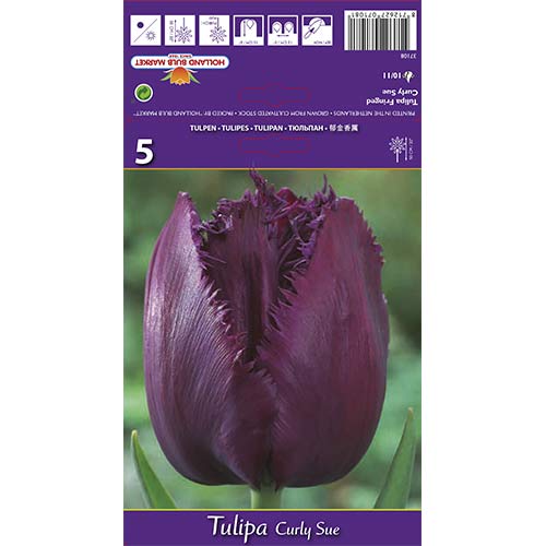 Tulipan strzępiasty Curly Sue interface.art zdjęcie 1 Tulipan strzępiasty Curly Sue interface.image 1 interface.art 67695