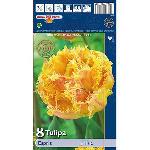 Tulipan strzępiasty Esprit interface.image 1 interface.art 68029