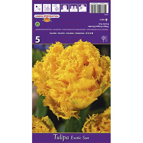 Tulipan strzępiasty Exotic Sun interface.image 1 interface.art 67698