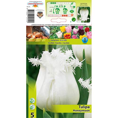 Tulipan strzępiasty Honeymoon interface.image 1 interface.art 68078