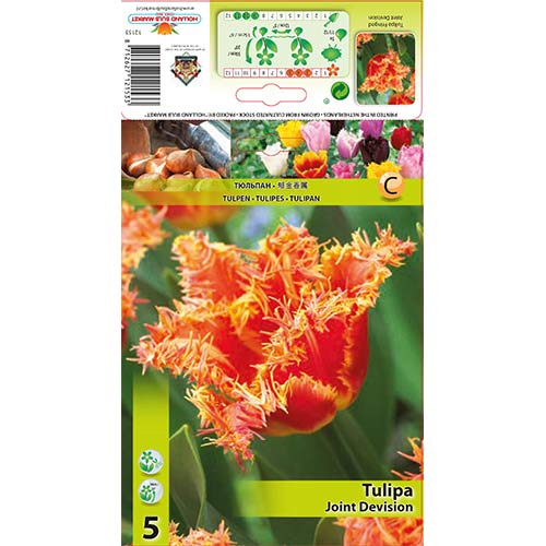 Tulipan strzępiasty Joint Devision interface.image 1 interface.art 70290