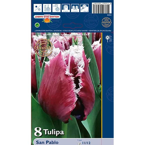 Tulipan strzępiasty San Pablo interface.image 1 interface.art 67826