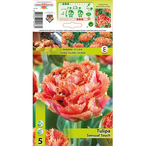 Tulipan strzępiasty Sensual Touch interface.image 1 interface.art 67831