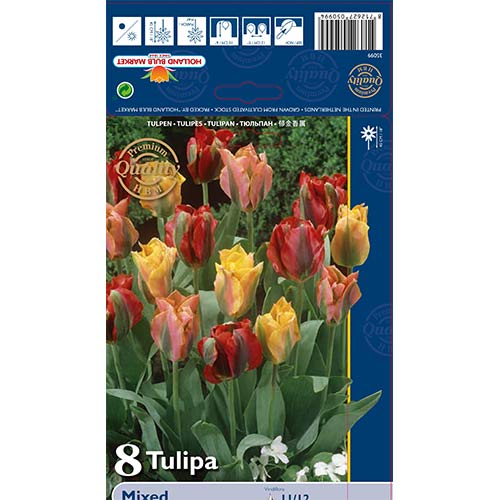 Tulipan Viridiflora, mix kolorów interface.image 1 interface.art 67871