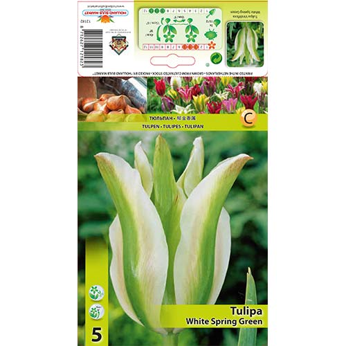 Tulipan Viridiflora White Spring Green interface.image 1 interface.art 67850