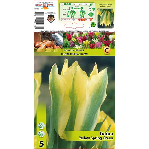 Tulipan Viridiflora Yellow Spring Green interface.image 1 interface.art 67735