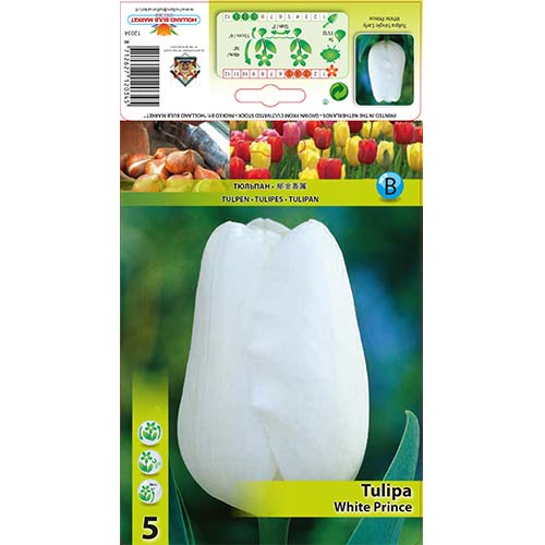 Tulipan White Prince interface.image 1 interface.art 67709