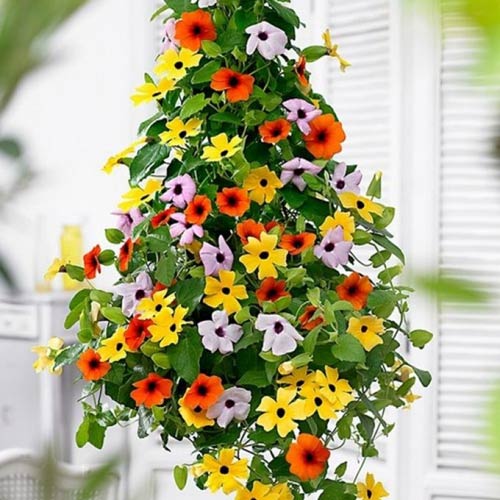 Tunbergia, mieszanka interface.image 2 interface.art 8783