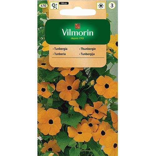 Tunbergia oskrzydlona, mieszanka Vilmorin interface.image 1 interface.art 77689