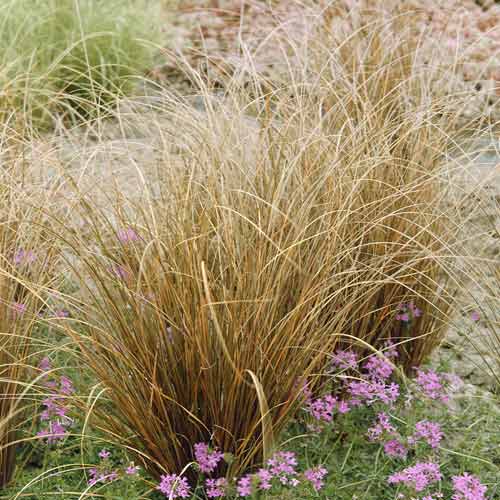 Turzyca buchanana Red Rooster PBR, С3 interface.image 1 interface.art 8519