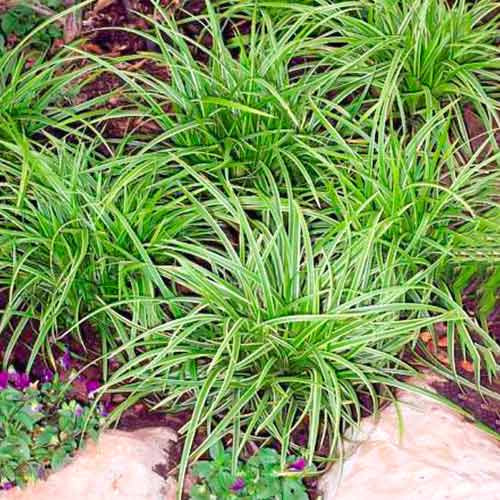 Turzyca (Carex) Ice Dance interface.image 1 interface.art 5590