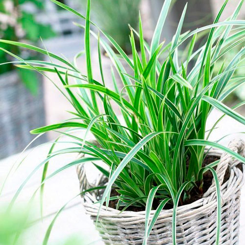 Turzyca Morrowa Ice Dance interface.image 2 interface.art 9539