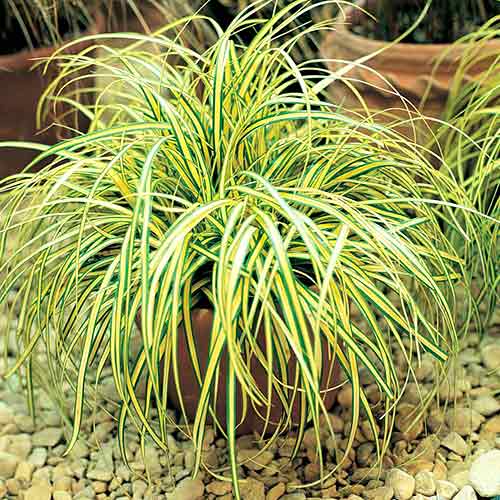 Turzyca oszimska Evergold interface.image 1 interface.art 4750