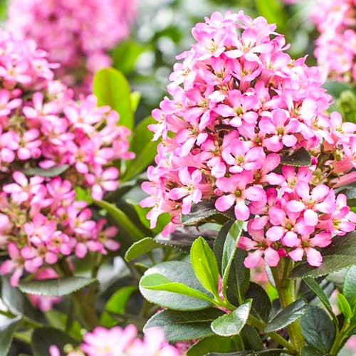 Twardziczka Glowing Embers interface.image 1 interface.art 3943