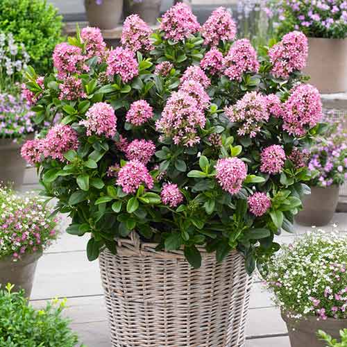 Twardziczka Pink Elle interface.image 1 interface.art 4041