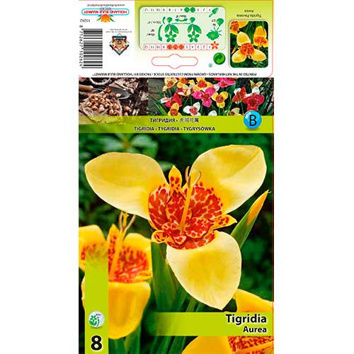 Tygrysówka Aurea interface.image 1 interface.art 70450