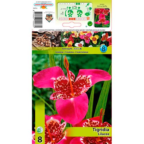 Tygrysówka Lilacea interface.image 1 interface.art 70451