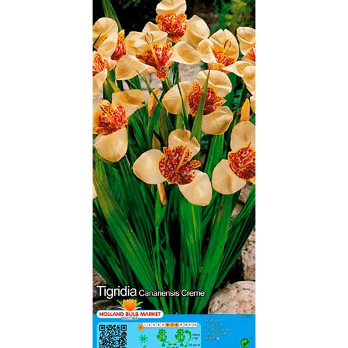 Tygrysówka Creme interface.art zdjęcie 1 Tygrysówka Creme interface.image 1 interface.art 76501