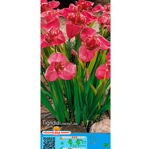 Tygrysówka Lilac interface.art zdjęcie 1 Tygrysówka Lilac interface.image 1 interface.art 76502