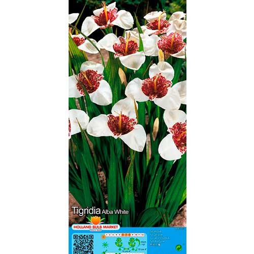 Tygrysówka White interface.art zdjęcie 1 Tygrysówka White interface.image 1 interface.art 76504