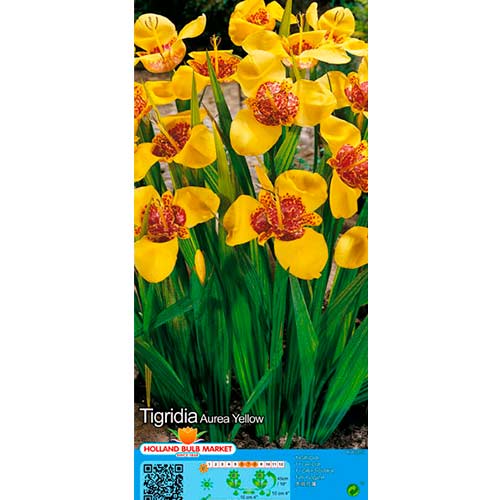 Tygrysówka Yellow interface.art zdjęcie 1 Tygrysówka Yellow interface.image 1 interface.art 76505