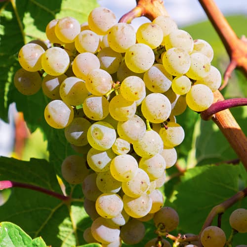 Winorośl Bianca, Р9 interface.image 1 interface.art 7334