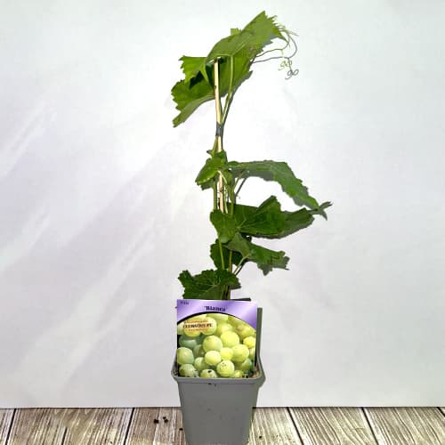 Winorośl Bianca, Р9 interface.image 2 interface.art 7334