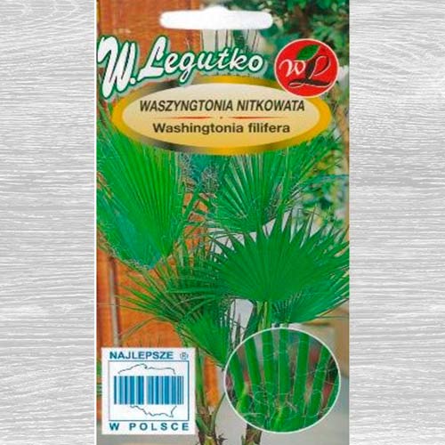 Waszyngtonia  palma interface.image 1 interface.art 69638