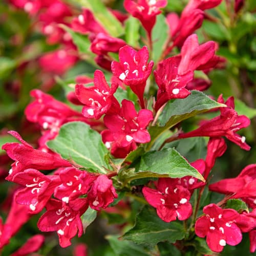 Weigela All Summer Red, С2 interface.image 1 interface.art 8270