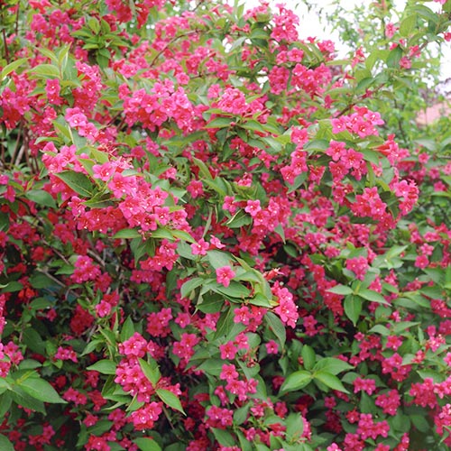 Weigela (Krzewuszka cudowna) Bristol Ruby interface.image 1 interface.art 9564
