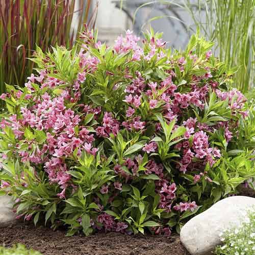 Weigela Cappucino ® PBR, С3 interface.image 1 interface.art 8588