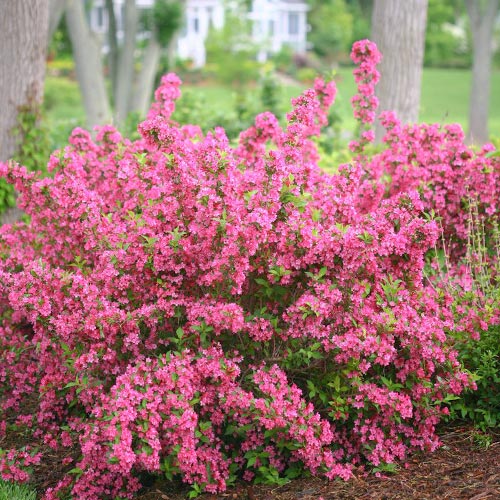 Weigela (Krzewuszka cudowna) Bouquet Rose interface.image 1 interface.art 9195