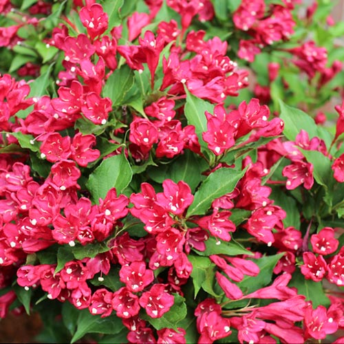 Weigela (Krzewuszka cudowna) Newport Red interface.image 1 interface.art 9194