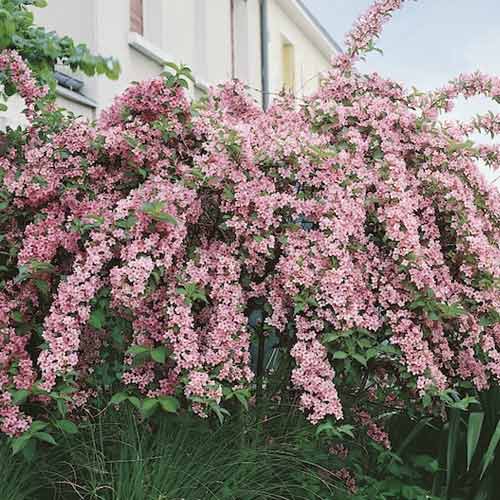 Weigela Pink Princess, С2 interface.image 1 interface.art 8589